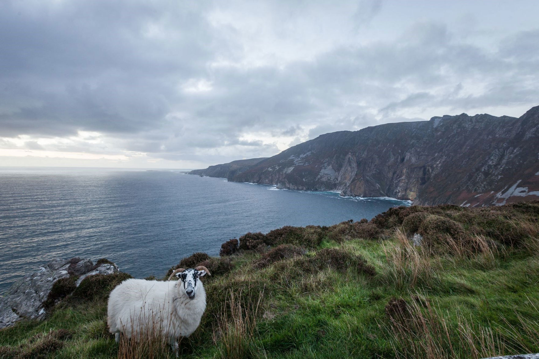Sheep in Ireland